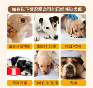 犬瘟热症状图